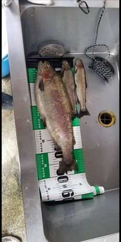 ホウライマスの釣果
