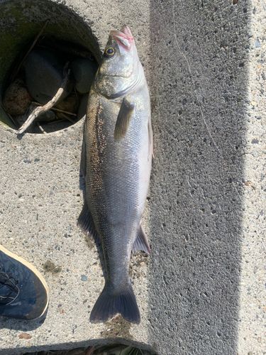 釣果