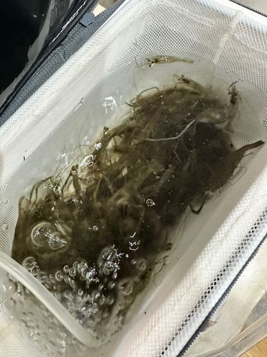 テナガエビの釣果