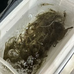 テナガエビ