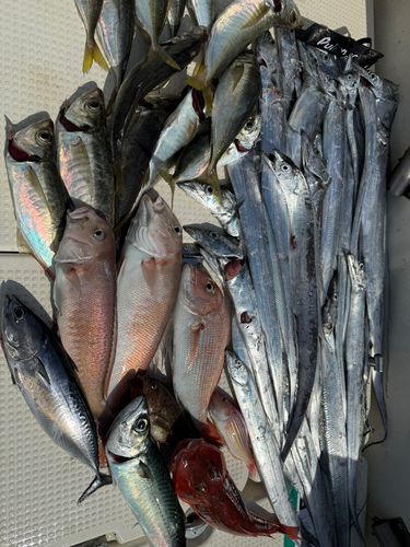 タチウオの釣果
