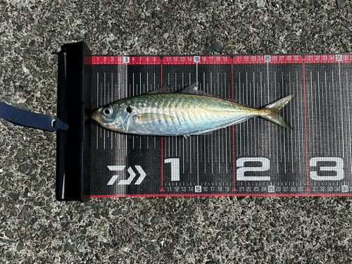 マルアジの釣果