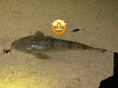 マゴチの釣果