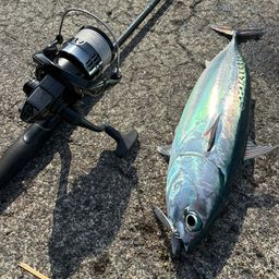 ソウダガツオ