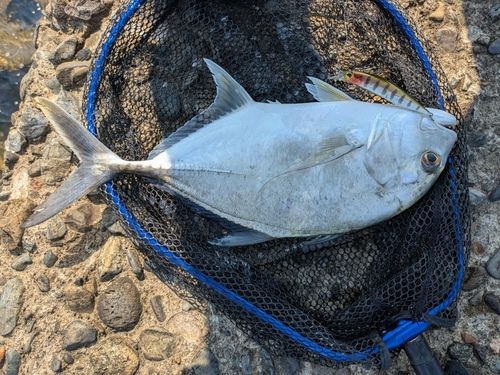 ロウニンアジの釣果