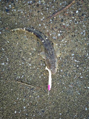 コチの釣果