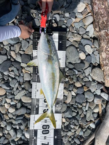 ヒラマサの釣果