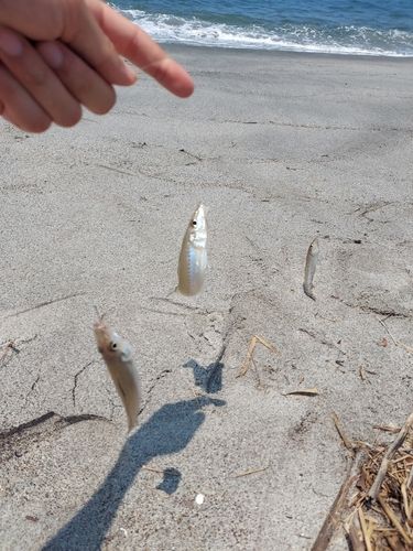 シロギスの釣果