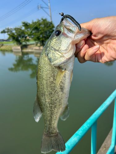 矢部川中流で釣れたブラックバスの釣り・釣果情報