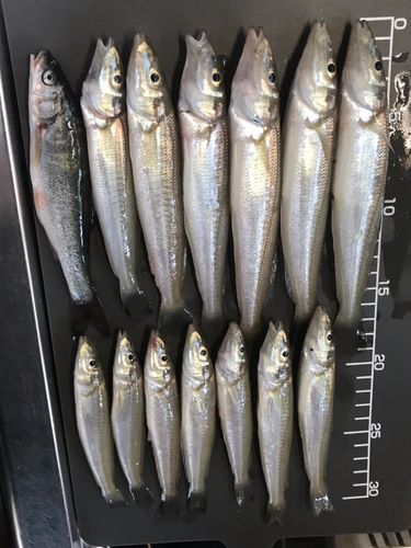 キスの釣果