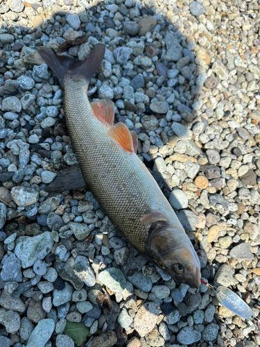 ウグイの釣果
