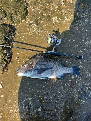 チヌの釣果