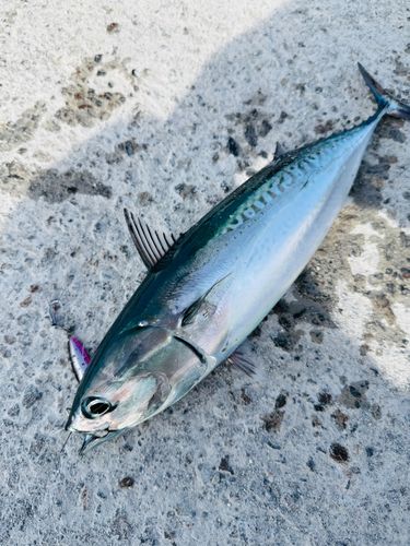 ソウダガツオの釣果