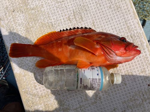 アカハタの釣果