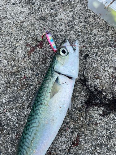 サバの釣果