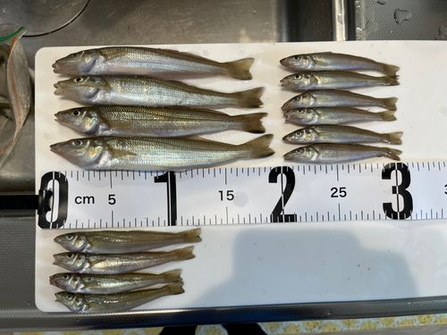 キスの釣果