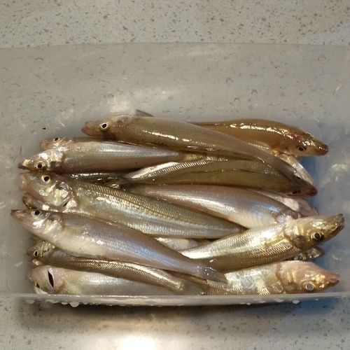 シロギスの釣果