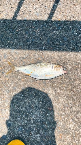 コノシロの釣果