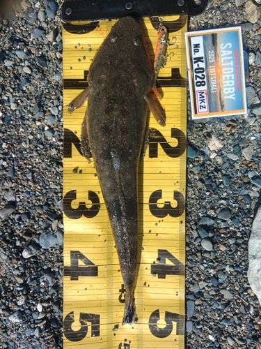 マゴチの釣果