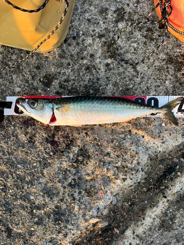 サバの釣果