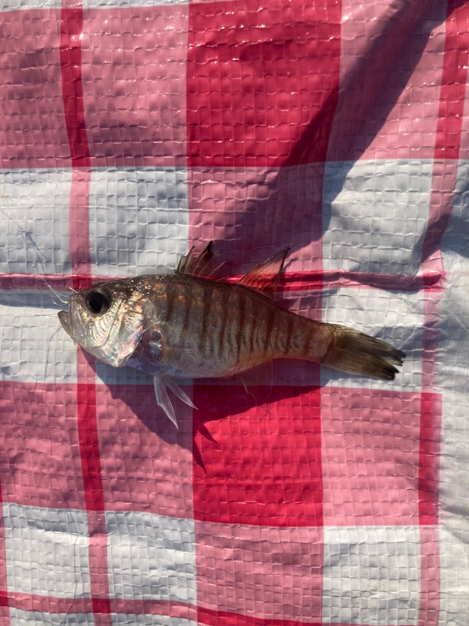 クロダイ