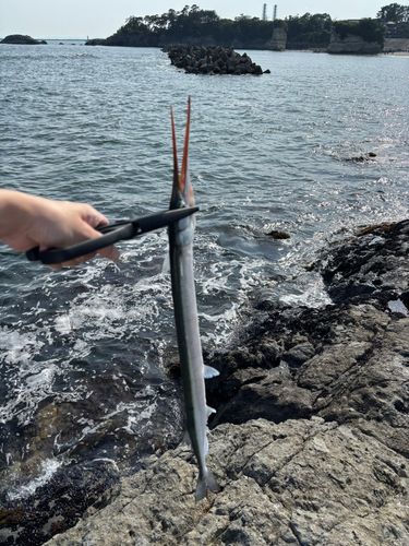 ダツの釣果