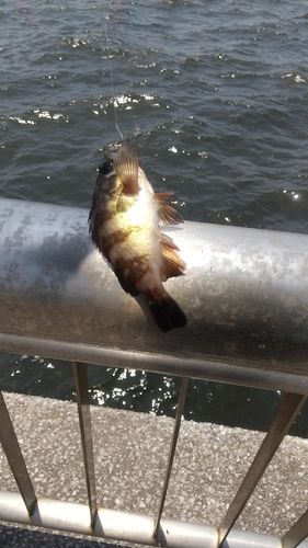 メバルの釣果