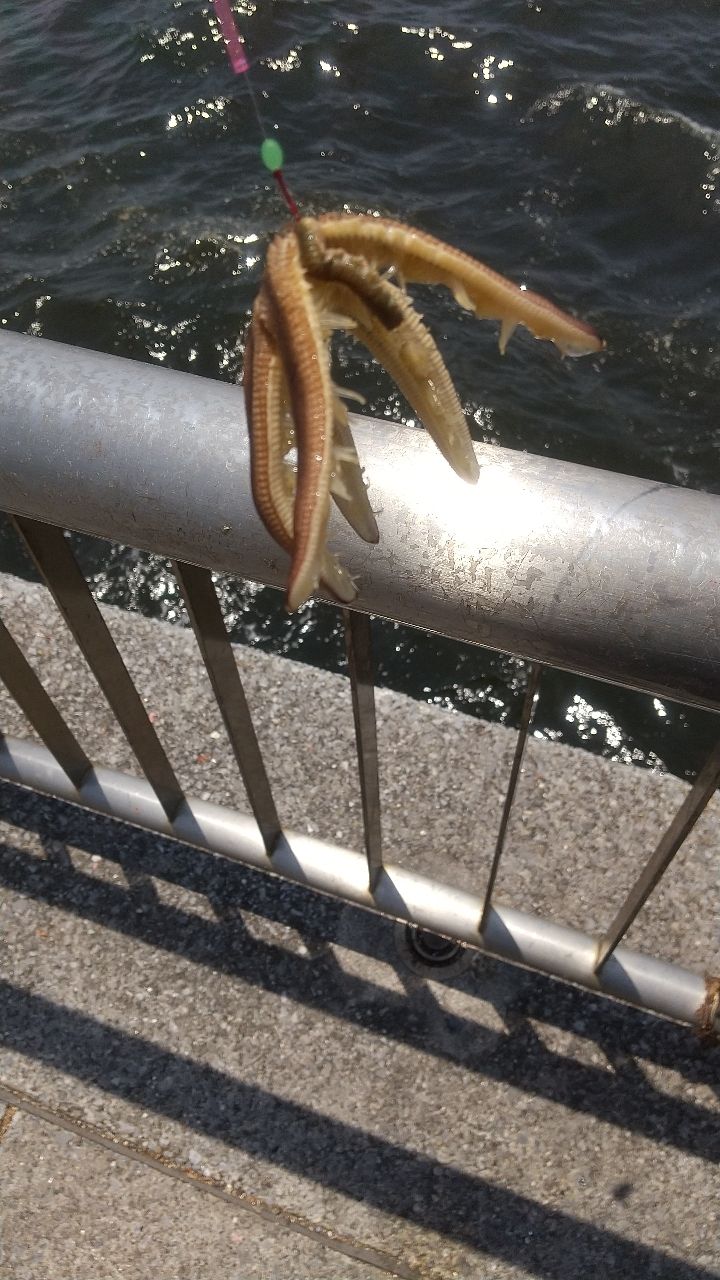 メバル