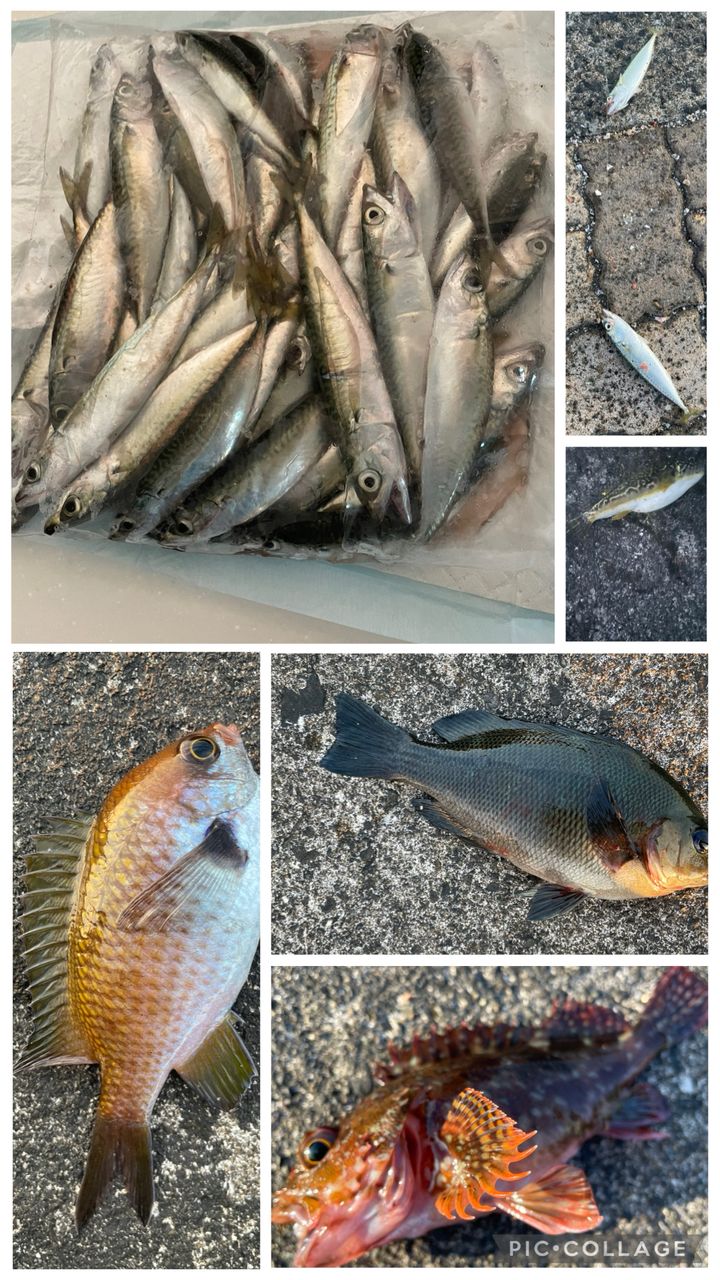 サバ