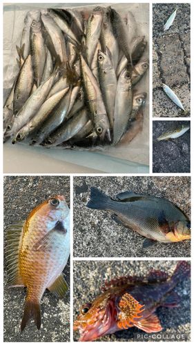 サバの釣果