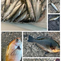 サバ