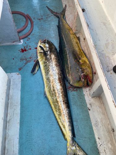 シイラの釣果