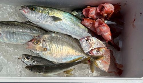 カイワリの釣果