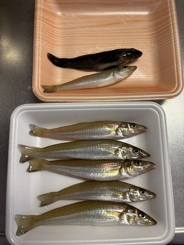 キスの釣果