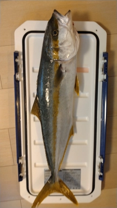 ヒラマサの釣果