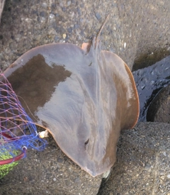 ダツの釣果