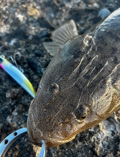 マゴチの釣果