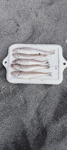 キスの釣果