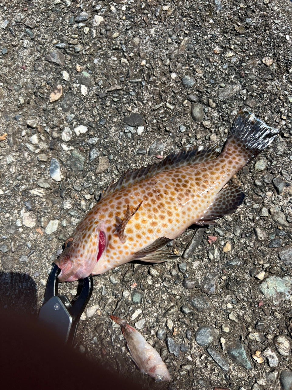 初心者SUPfisher さんの 2025年07月03日のオオモンハタの釣り