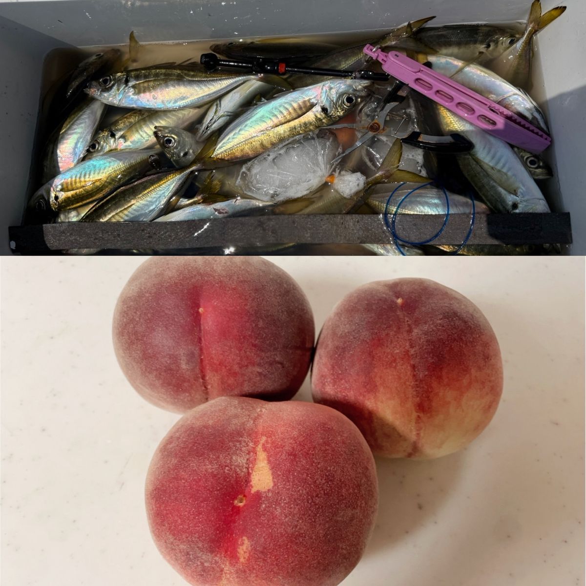 政信丸さんの釣果 3枚目の画像