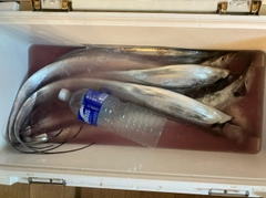 タチウオの釣果