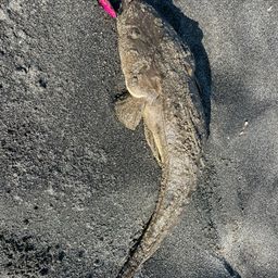 マゴチ