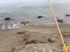 ヒイラギの釣果