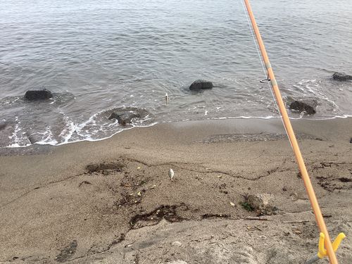 ヒイラギの釣果