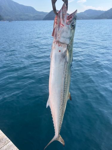 サゴシの釣果