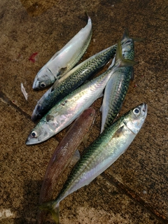 サバの釣果