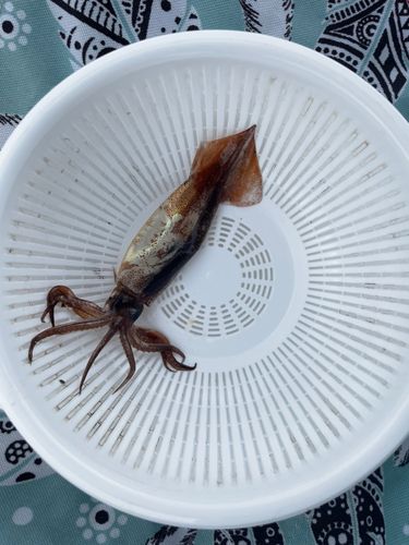 イカの釣果