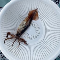 イカ