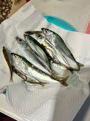 サバの釣果