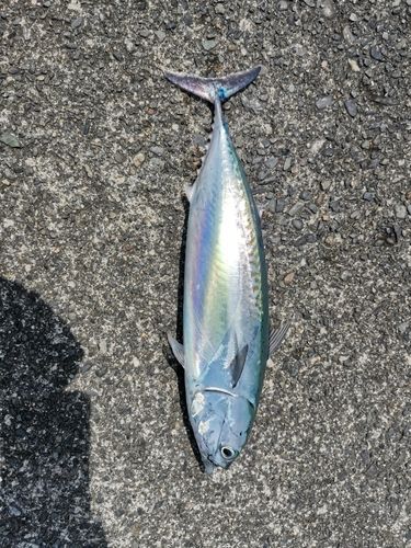 ソウダガツオの釣果